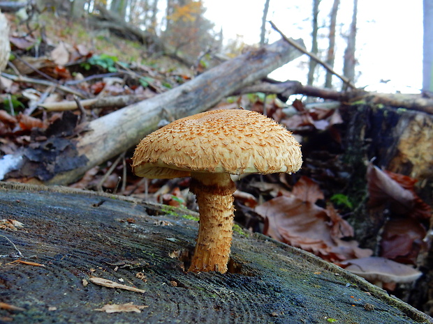 šupinovka Pholiota sp.