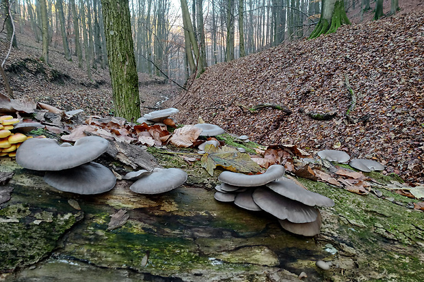 hliva ustricovitá Pleurotus ostreatus (Jacq.) P. Kumm.