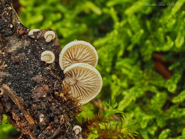 smeťovička Simocybe sp.