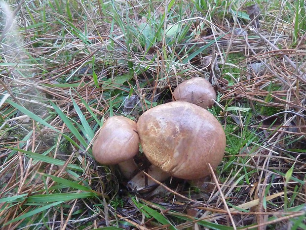 masliak obyčajný Suillus luteus (L.) Roussel