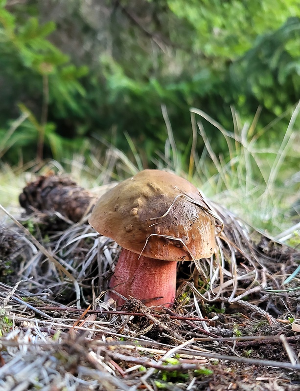 hríb zrnitohlúbikový Sutorius luridiformis (Rostk.) G. Wu & Zhu L. Yang