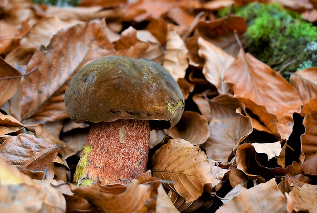 hríb zrnitohlúbikový Sutorius luridiformis (Rostk.) G. Wu & Zhu L. Yang