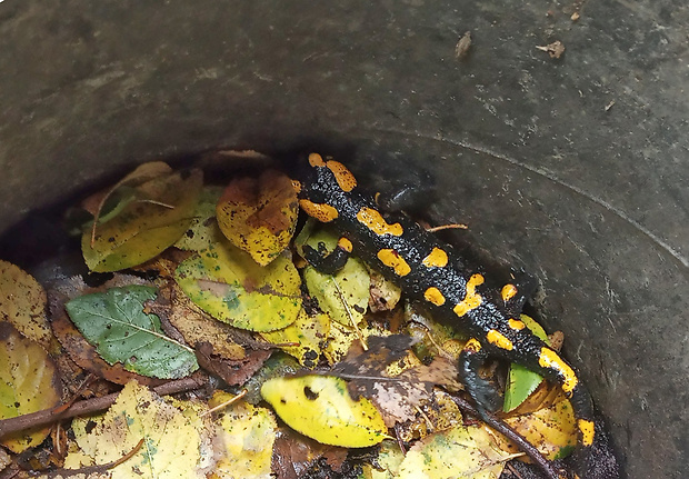 salamandra škvrnitá salamandra salamandra