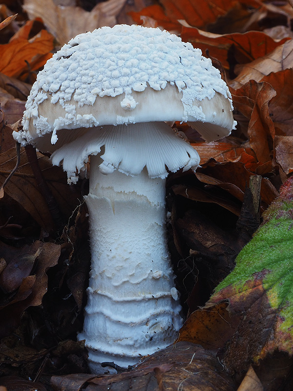 muchotrávka hrubá Amanita excelsa (Fr.) Bertill.