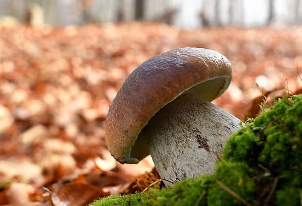 hríb smrekový Boletus edulis Bull.