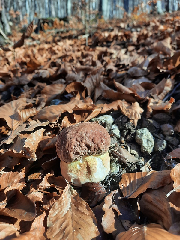 hríb sosnový Boletus pinophilus Pil. et Dermek in Pil.