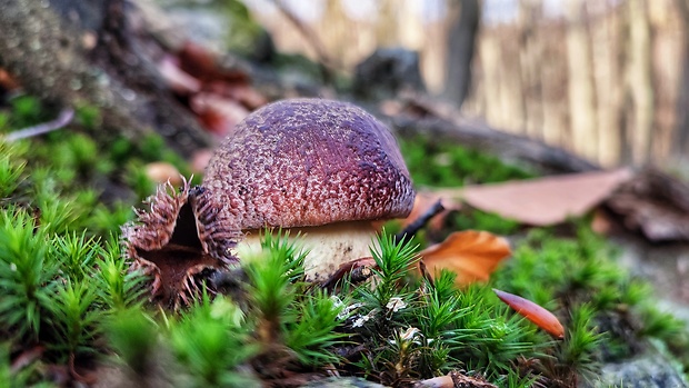 hríb sosnový Boletus pinophilus Pil. et Dermek in Pil.