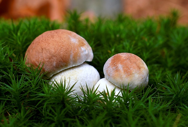 hríb sosnový Boletus pinophilus Pil. et Dermek in Pil.