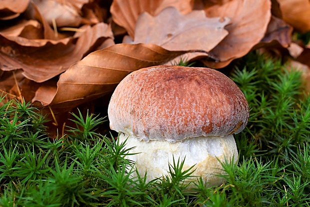 hríb sosnový Boletus pinophilus Pil. et Dermek in Pil.