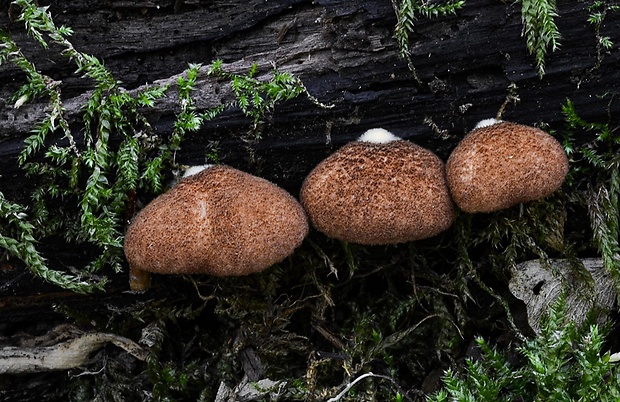 pahliva šafranová Crepidotus crocophyllus (Berk.) Sacc.