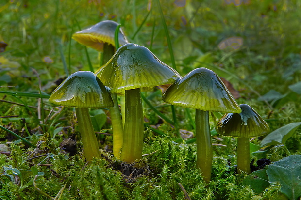 lúčnica žltozelená Gliophorus psittacinus (Schaeff.) Herink