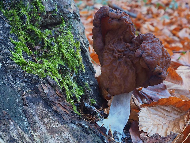 ušiak mitrovitý Gyromitra infula (Schaeff.) Quél.