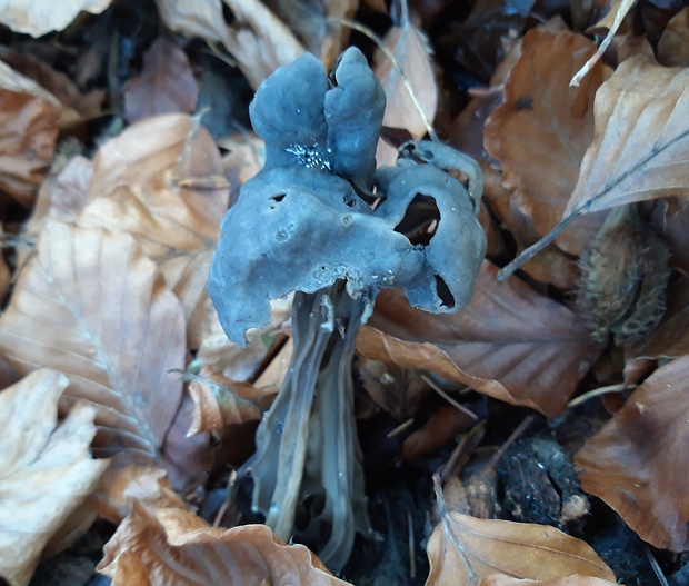 chriapač jamkatý Helvella lacunosa Afzel.