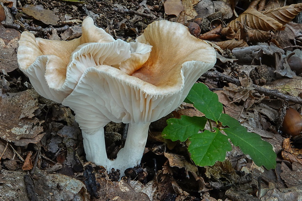 šťavnačka vláknitá Hygrophorus arbustivus Fr.