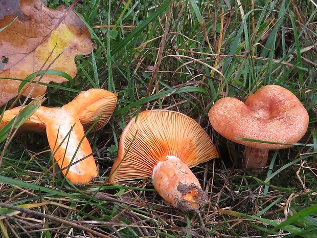 rýdzik pravý Lactarius deliciosus (L.) Gray