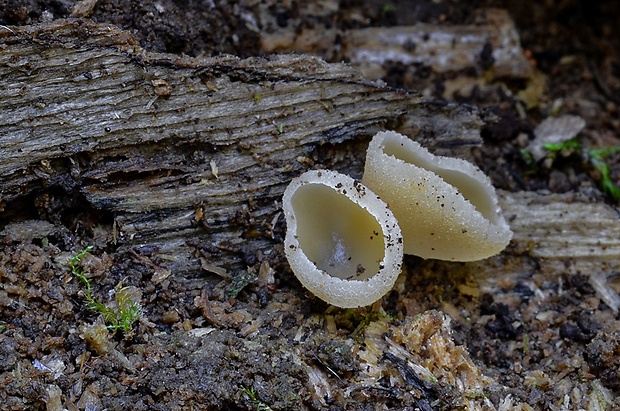 čiaška Peziza sp.