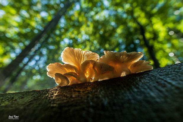 hliva buková Pleurotus pulmonarius (Fr.) Quél.