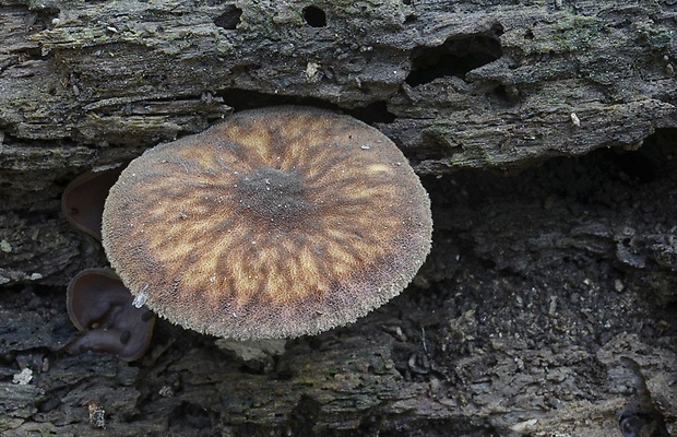 štítovka vláknitá Pluteus umbrosus (Pers.) P. Kumm.