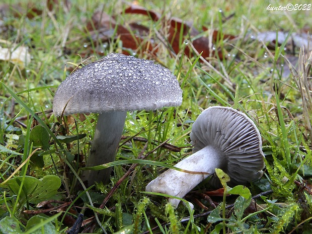 čírovka zemná Tricholoma terreum (Schaeff.) P. Kumm.