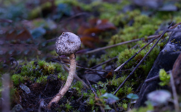 stopkovec zimný Tulostoma brumale Pers.