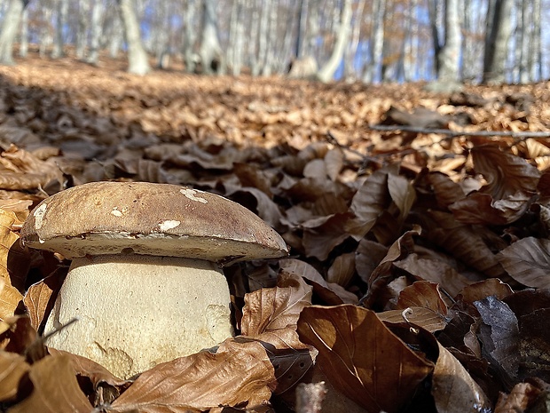 hríb dubový Boletus reticulatus Schaeff.