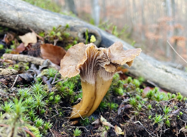 kuriatko lievikovité Craterellus tubaeformis (Fr.) Quél.