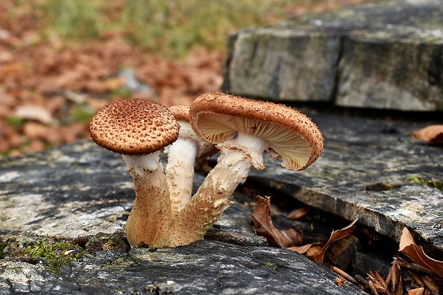 podpňovka obyčajná Armillaria mellea (Vahl) P. Kumm.