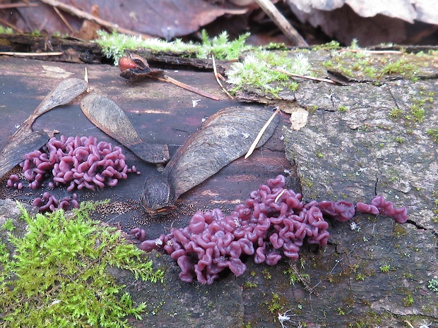 vrtidlovka Ascocoryne sp.