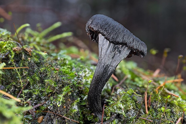 kuriatko sivé Cantharellus cinereus (Pers.) Fr.