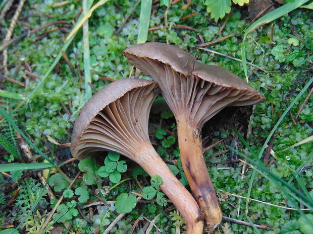 sliziak lepkavý Chroogomphus rutilus (Schaeff.) O.K. Mill.