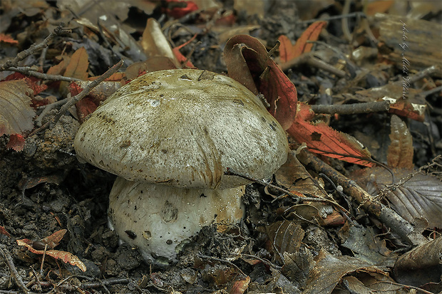 pavučinovec Cortinarius sp.