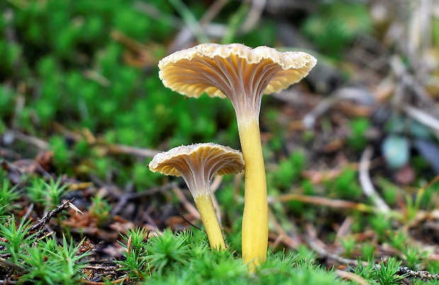 kuriatko lievikovité Craterellus tubaeformis (Fr.) Quél.