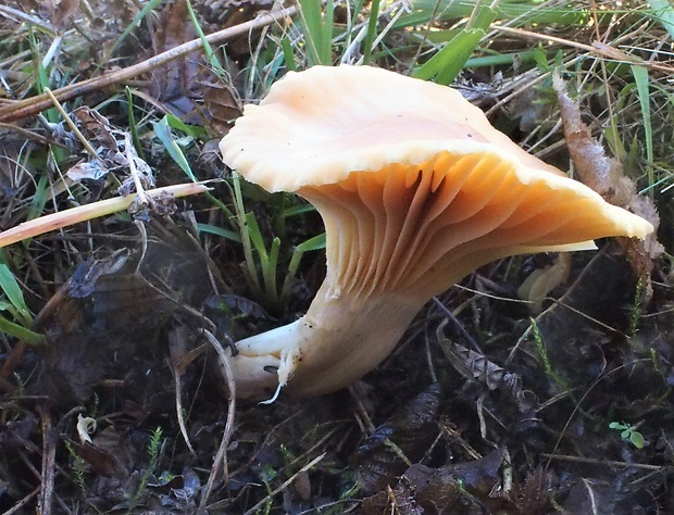 lúčnica statná Cuphophyllus pratensis (Fr.) Bon