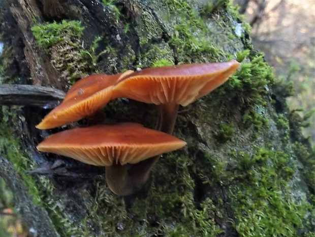 plamienka Flammulina sp.