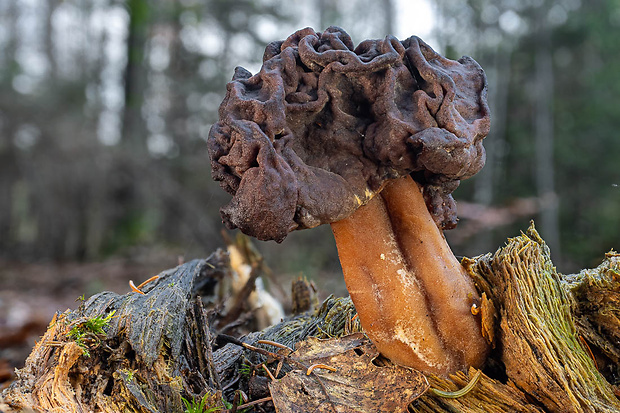 ušiak Gyromitra sp.