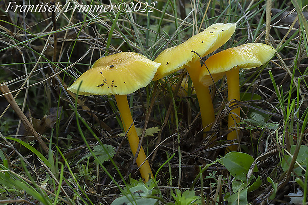 lúčnica citrónovožltá Hygrocybe chlorophana (Fr.) Wünsche