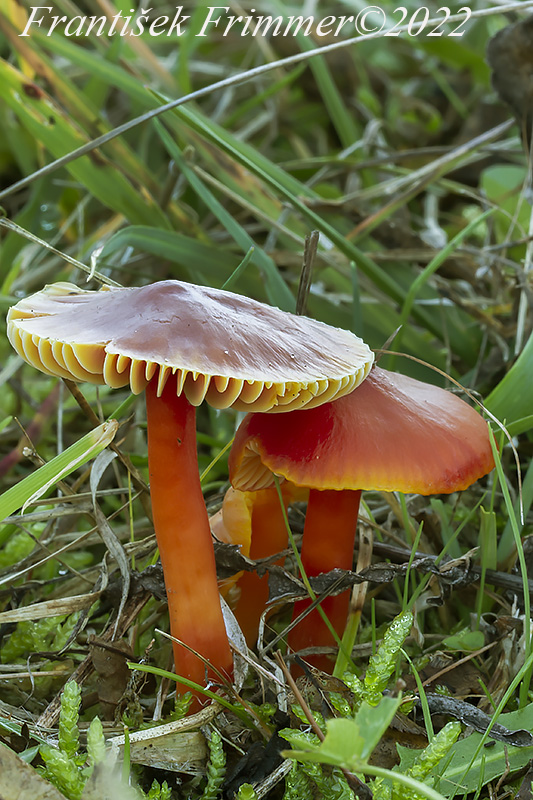 lúčnica šarlátová Hygrocybe coccinea (Schaeff.) P. Kumm.