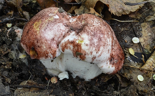 šťavnačka plávkovitá Hygrophorus russula (Schaeff.) Kauffman