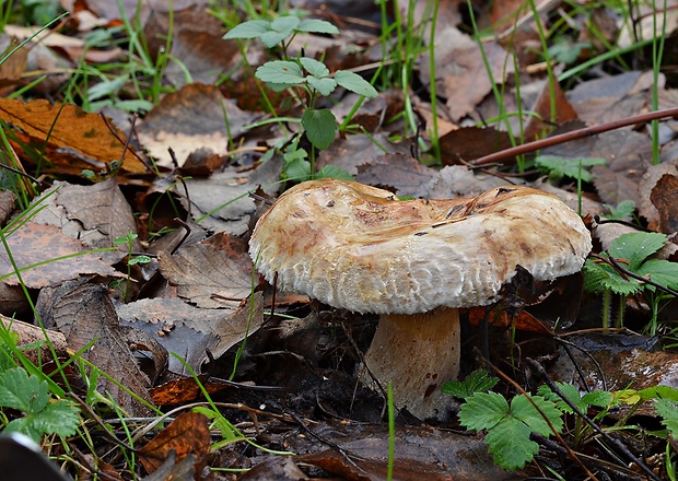 rýdzik kravský Lactarius torminosus (Schaeff.) Gray