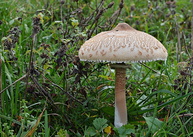 bedľa vyniknutá Macrolepiota prominens (Sacc.) M.M. Moser