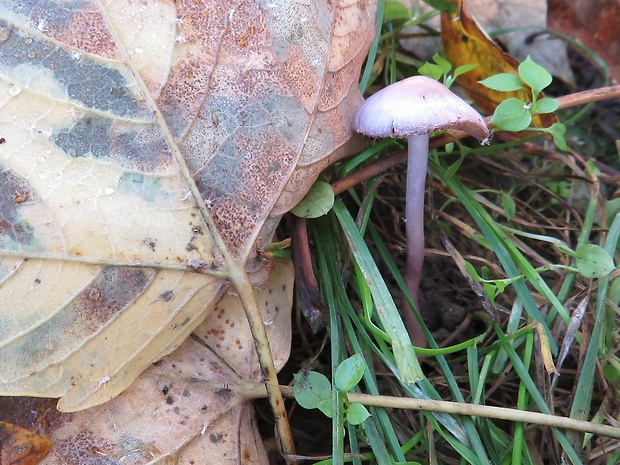 prilbička hnedastofialová Mycena pearsoniana Dennis ex Singer