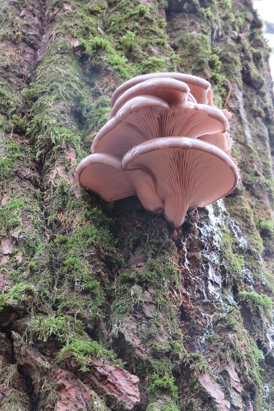 hliva ustricovitá Pleurotus ostreatus (Jacq.) P. Kumm.