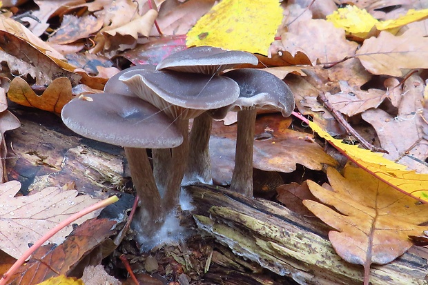 strmulica čiaškovitá Pseudoclitocybe cyathiformis (Bull.) Singer