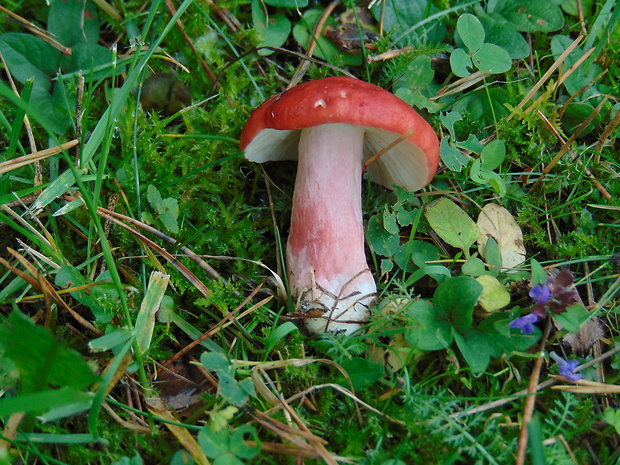 plávka Russula sp.