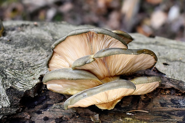 pňovka neskorá Sarcomyxa serotina (Pers.) P. Karst.