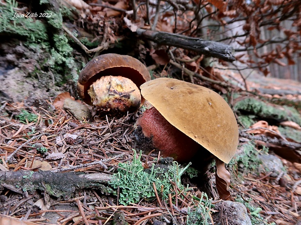 hríb zrnitohlúbikový Sutorius luridiformis (Rostk.) G. Wu & Zhu L. Yang