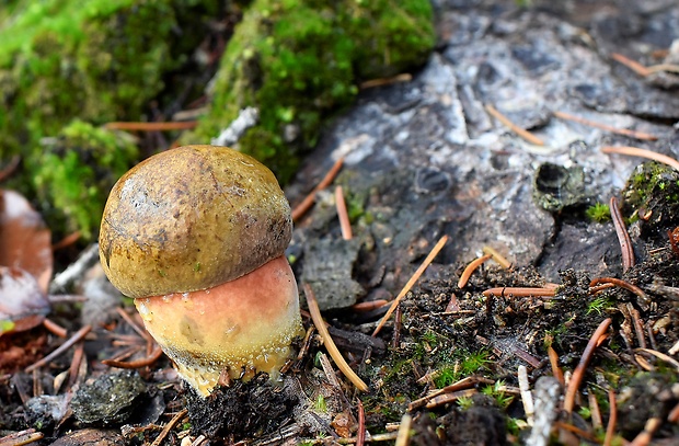 hríb zrnitohlúbikový Sutorius luridiformis (Rostk.) G. Wu & Zhu L. Yang