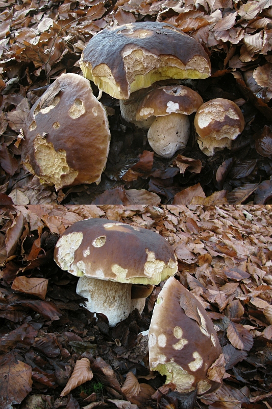 hríb smrekový Boletus edulis Bull.