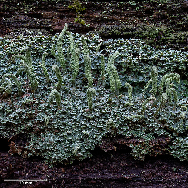 dutohlávka Cladonia polydactyla var. polydactyla (Flörke) Spreng.