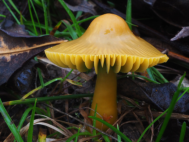 lúčnica žltozelená Gliophorus psittacinus (Schaeff.) Herink